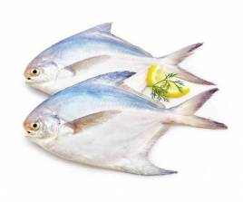 Marine Fish Roop Chada